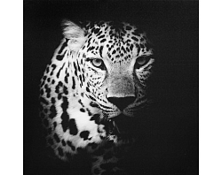 Obraz na plátne Leopard, 50x50 cm%